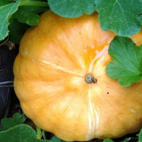 Photo of pumpkin surrounded by green leaves